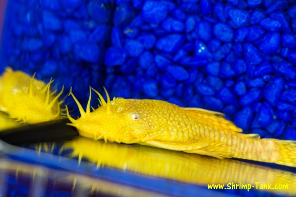 Bristlenose albino pleco