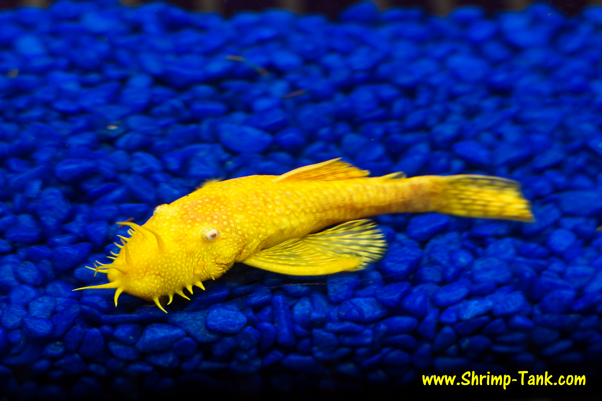 Bushynose albino pleco.