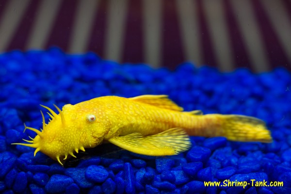 Bushynose albino pleco