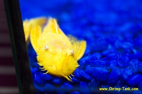 Bristlenose albino pleco