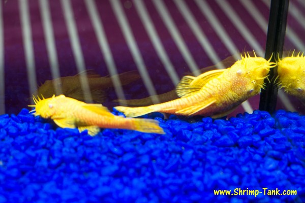 Bristlenose albino pleco pair