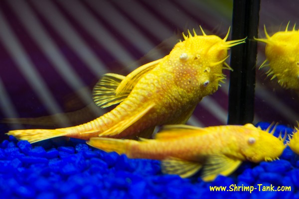 Bushynose albino pleco pair