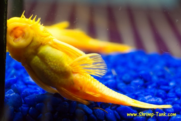 Bristlenose albino pleco