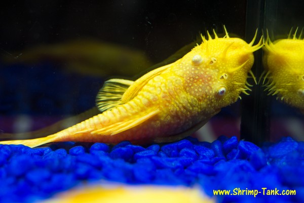 Bristlenose albino pleco