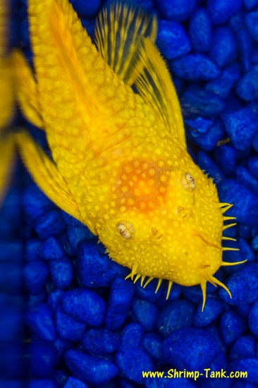 Bristlenose albino pleco