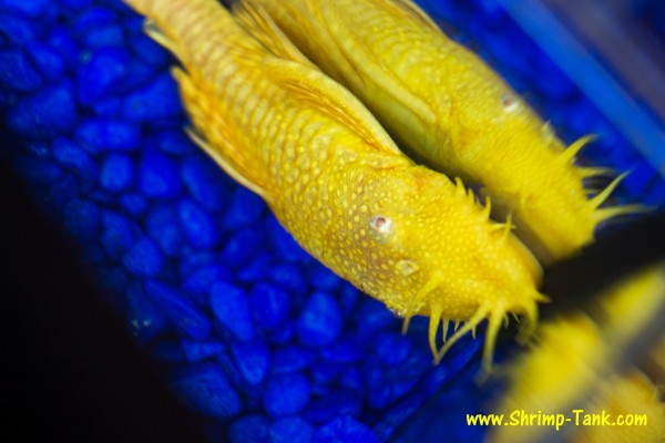 Bristlenose albino pleco