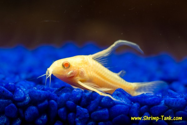 Longfin albino corydoras catfish