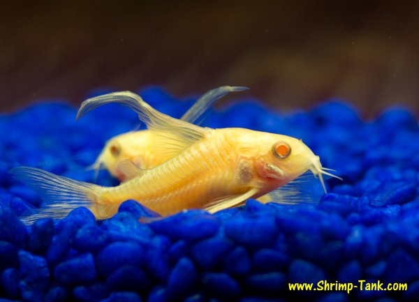 Longfin albino cory catfish