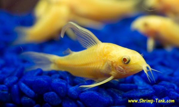 Longfin albino cory catfish