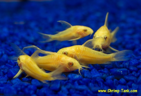 Group of longfin albino corydoras catfish