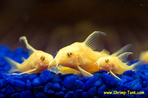 Longfin albino corydoras catfish