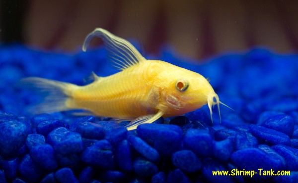 Longfin albino corydoras catfish