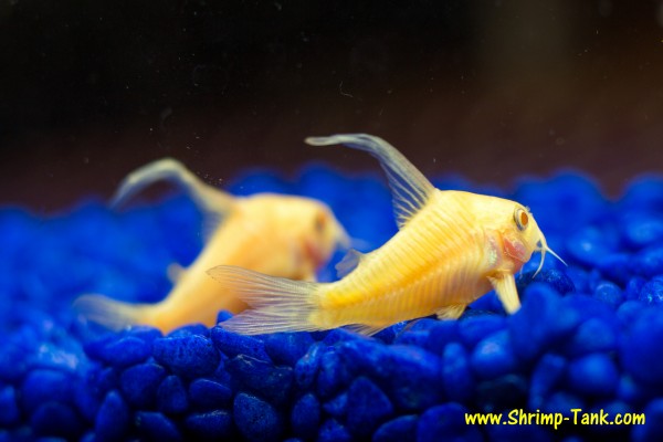 Pair of longfin albino corydoras catfish