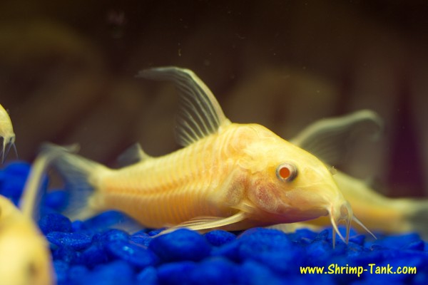 Longfin albino cory catfish