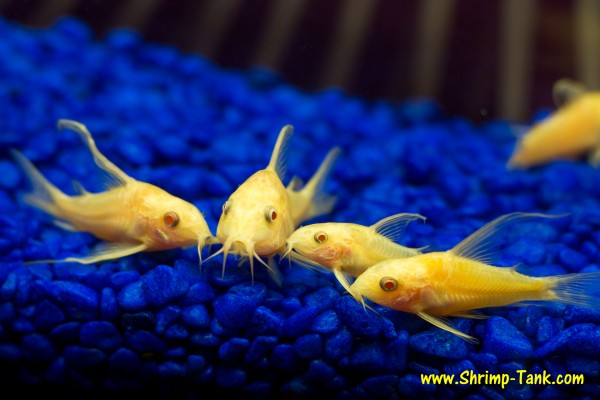 Group of ongfin albino cory catfish