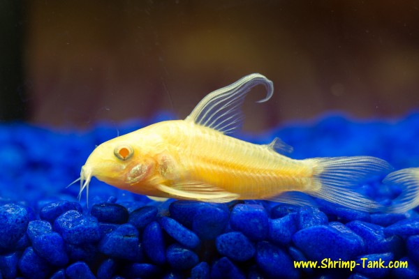 Longfin albino cory catfish