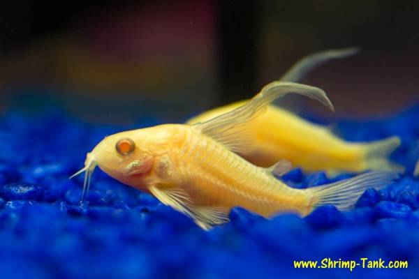 Pair of longfin albino corydoras catfish