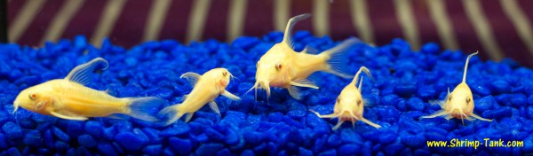 Longfin albino cory catfish